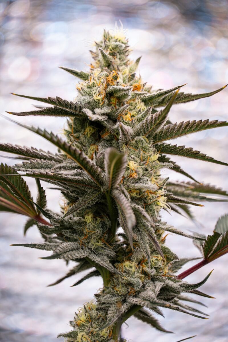 Close-up of a flowering cannabis bud