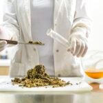 Laboratory technician preparing a cannabis extract sample