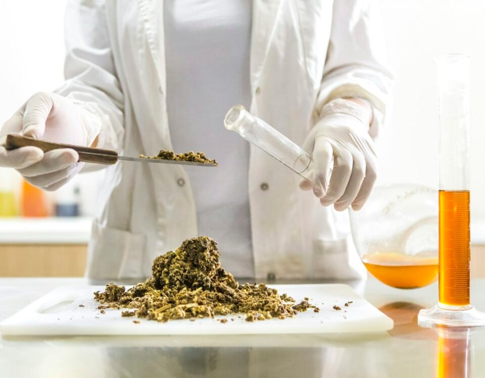 Laboratory technician preparing a cannabis extract sample