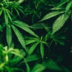 Close-up of cannabis leaves