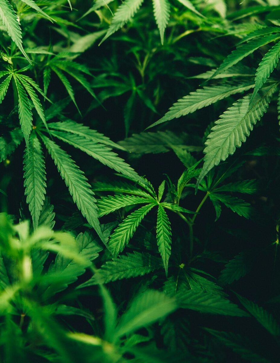 Close-up of cannabis leaves