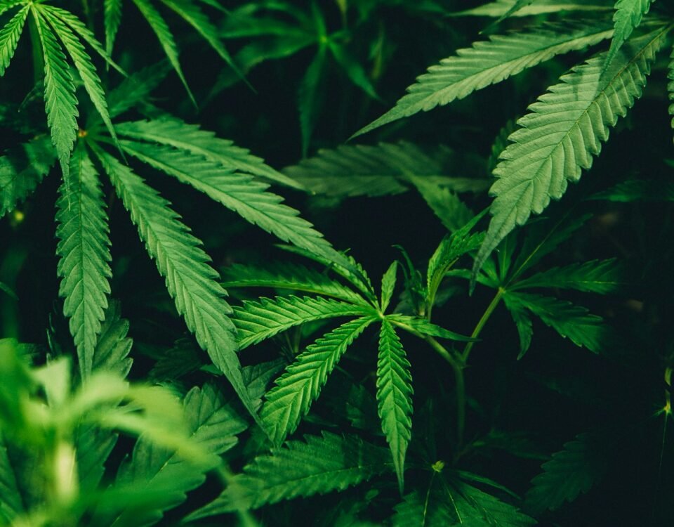 Close-up of cannabis leaves