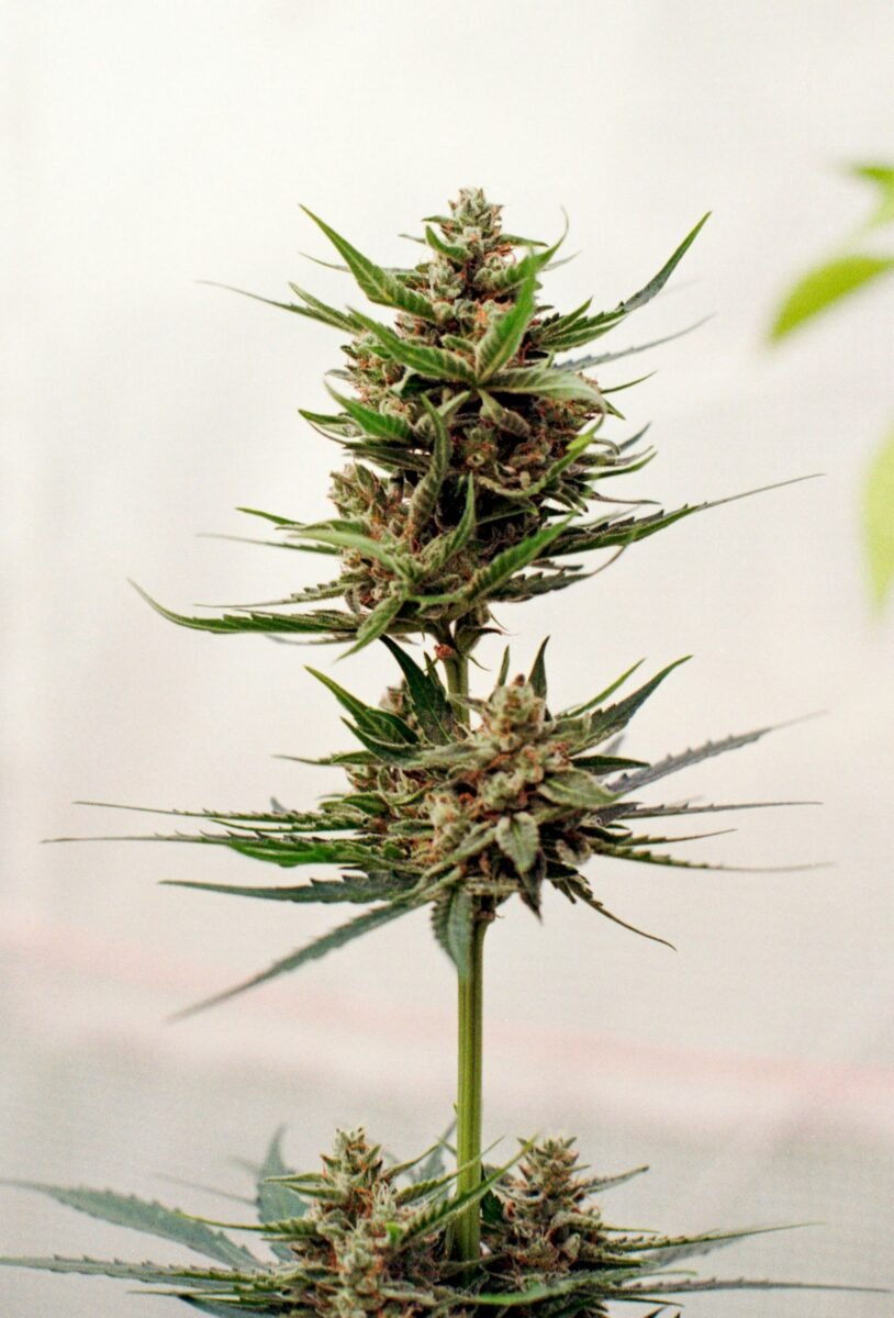 Cannabis plant with multiple flowering buds
