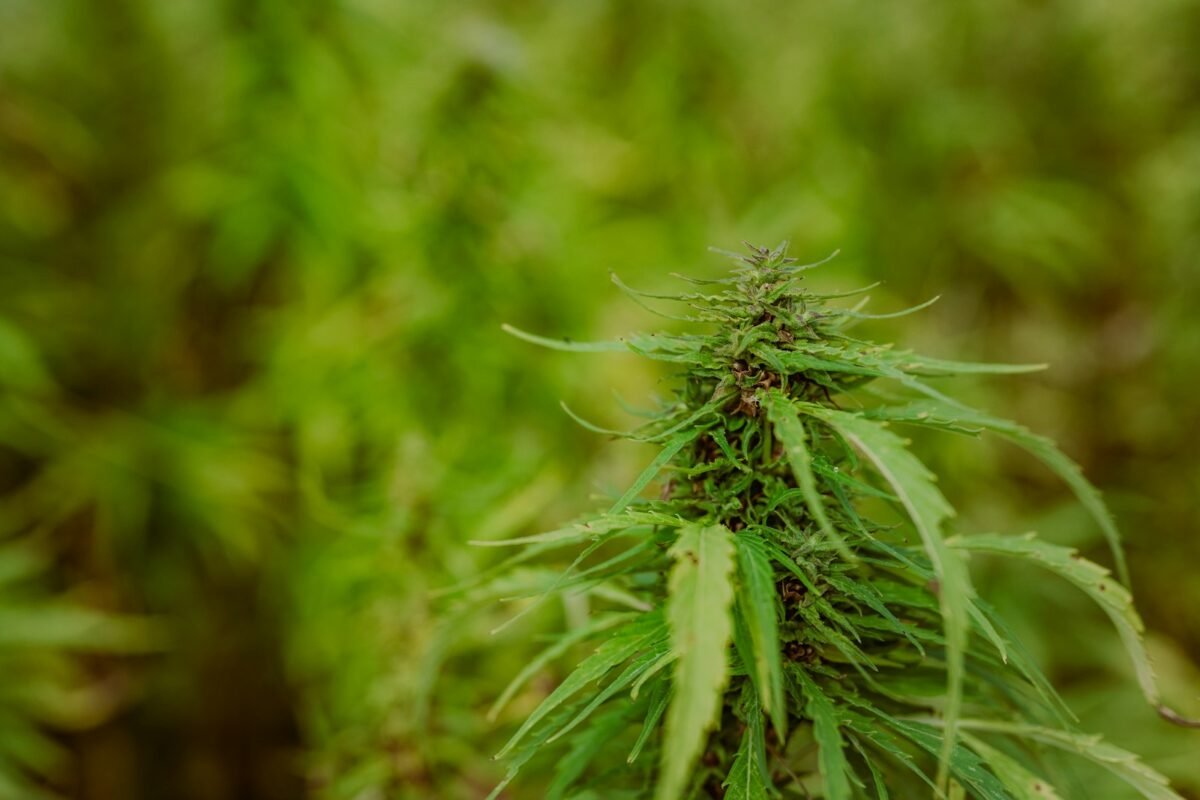 Cannabis plant growing on a farm