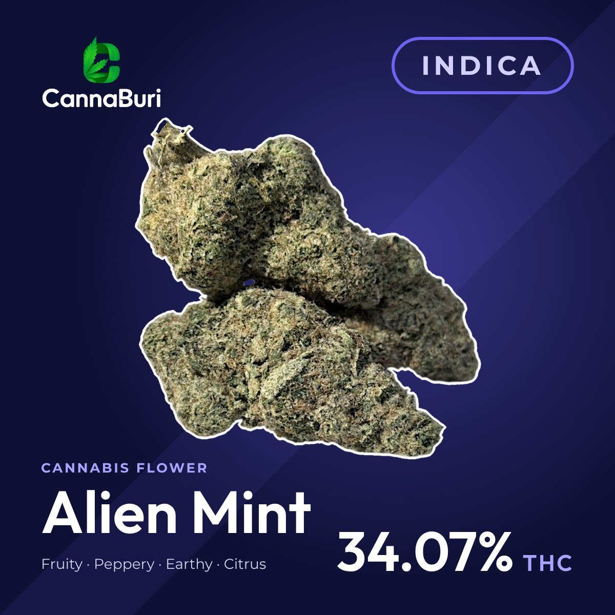 Alien Mint indica cannabis flower, CannaBuri Pattaya