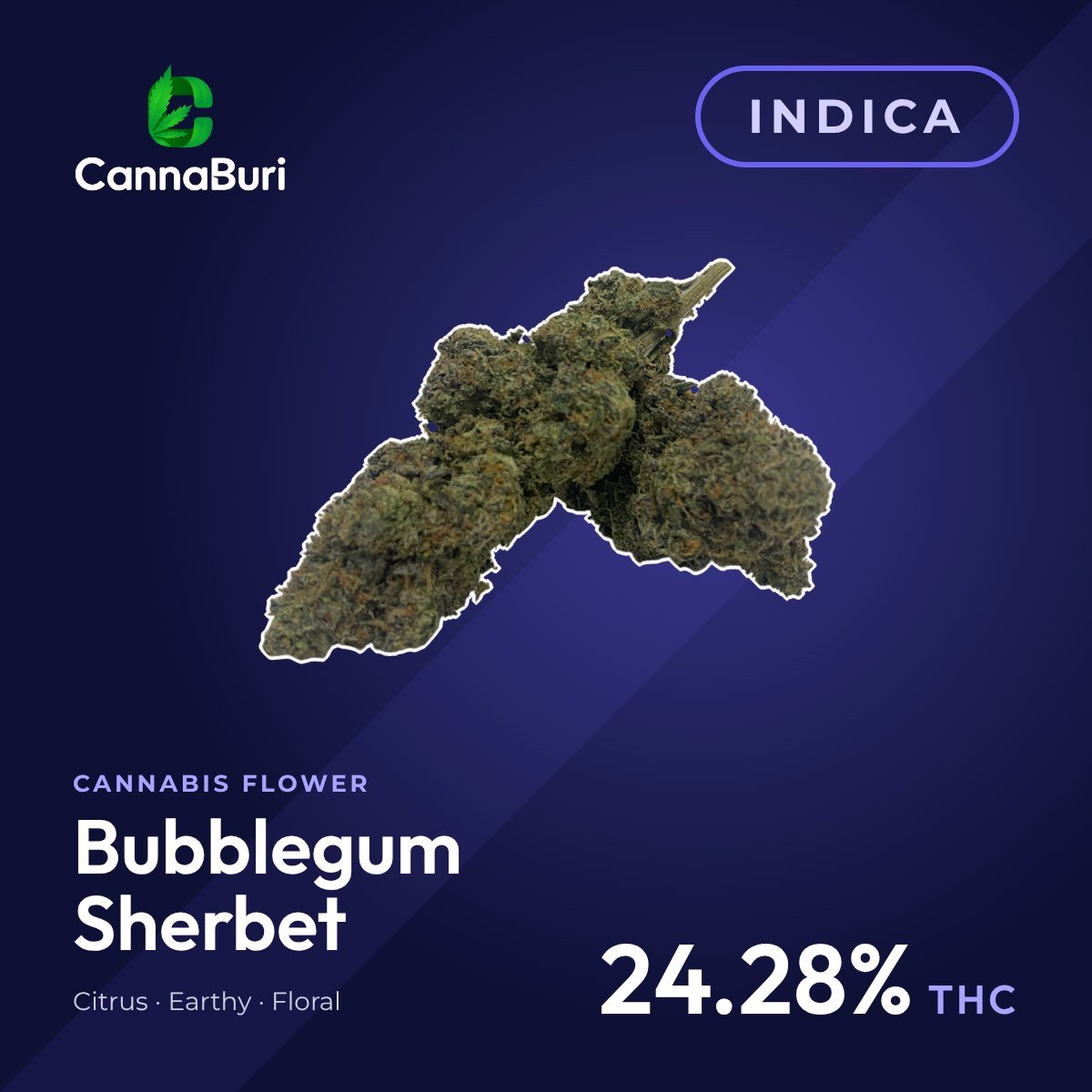 Bubblegum Sherbet indica cannabis flower, CannaBuri Pattaya