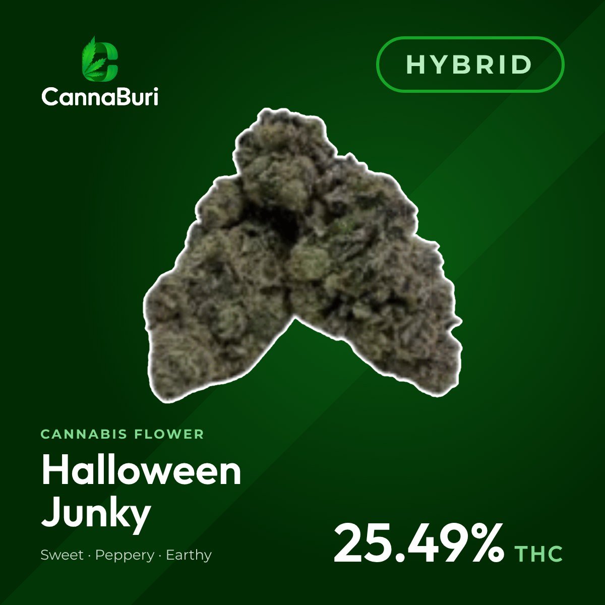 Halloween Junky hybrid cannabis flower, CannaBuri Pattaya
