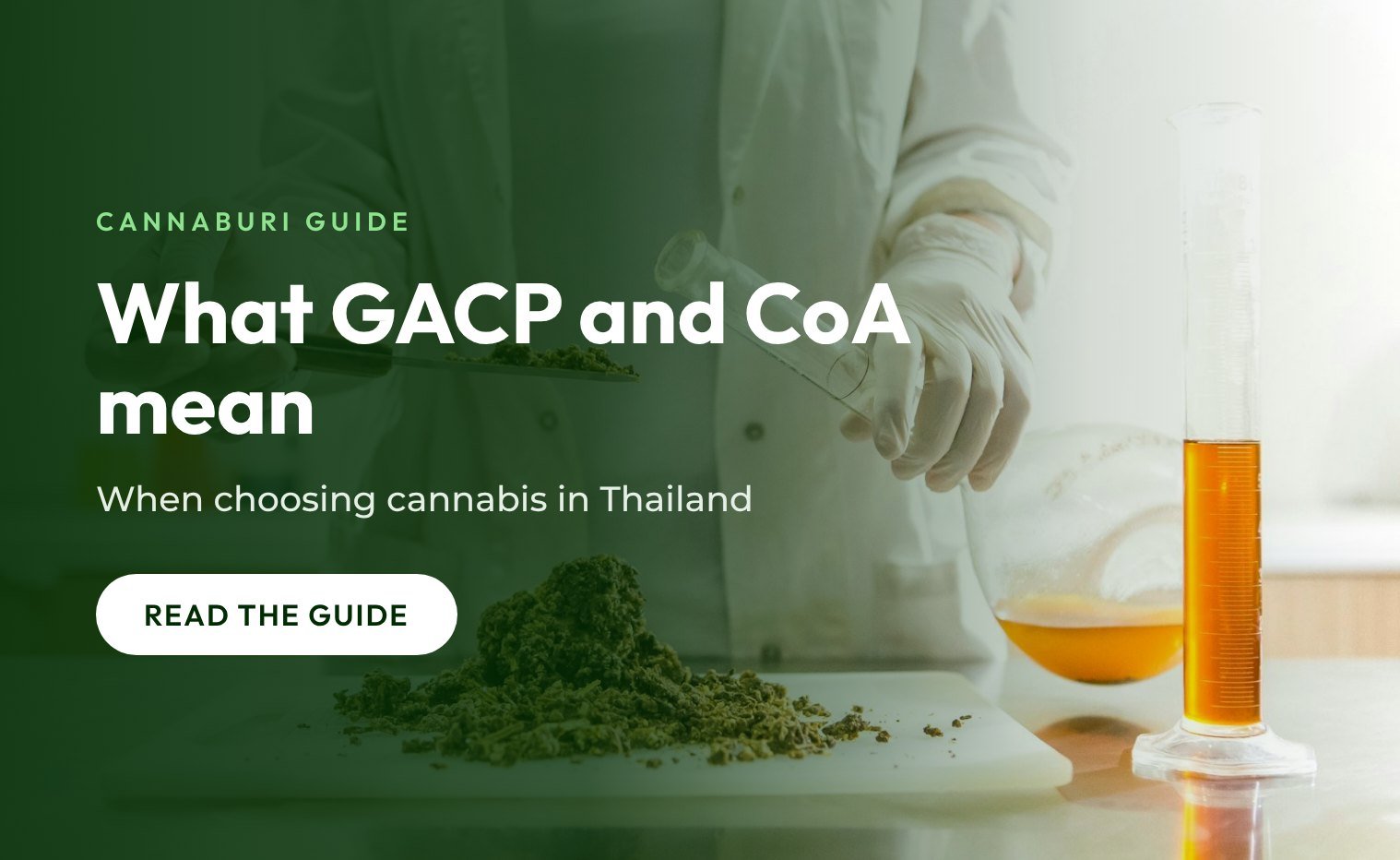 What GACP and CoA mean when choosing cannabis in Thailand, a CannaBuri guide