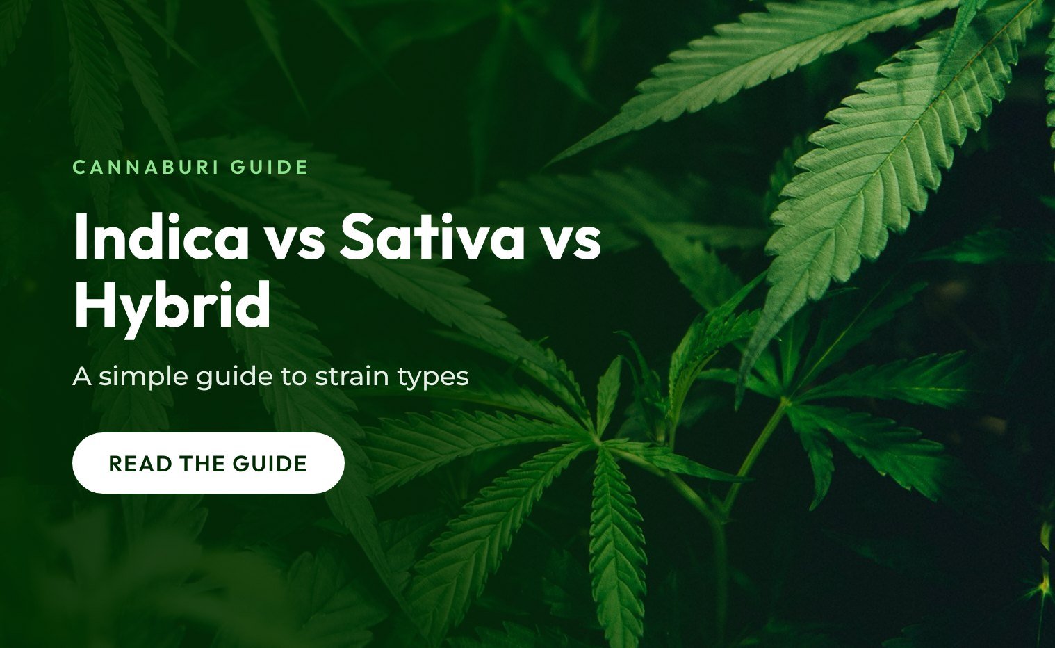 Indica vs sativa vs hybrid, a simple CannaBuri guide to strain types