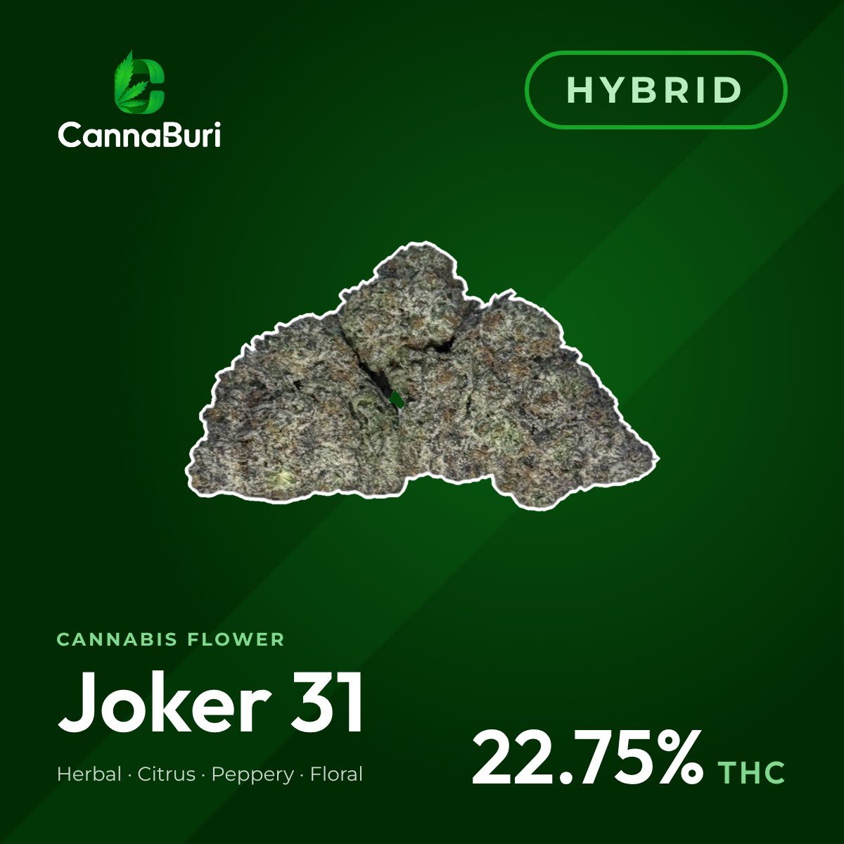 Joker 31 hybrid cannabis flower, CannaBuri Pattaya