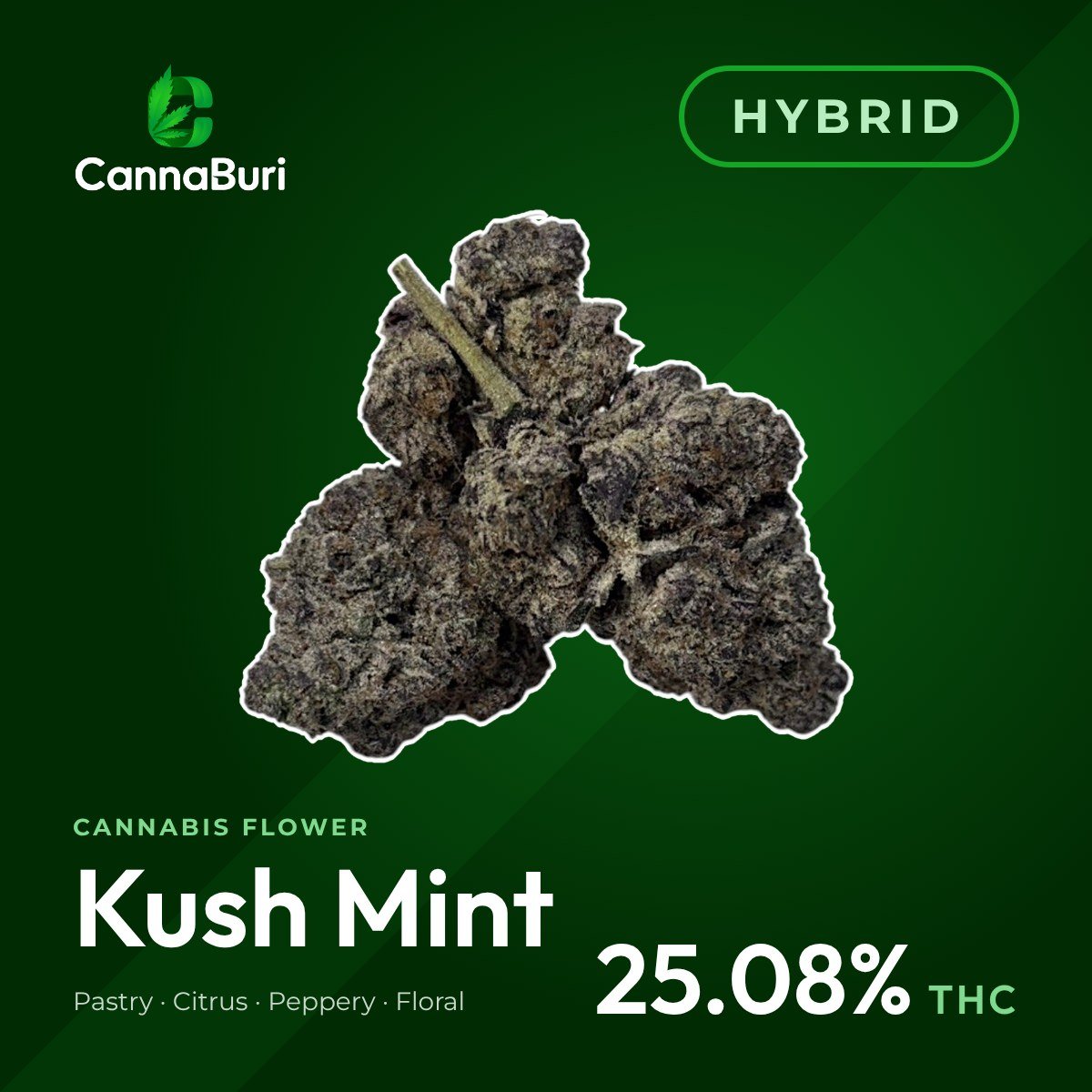 Kush Mint hybrid cannabis flower, CannaBuri Pattaya