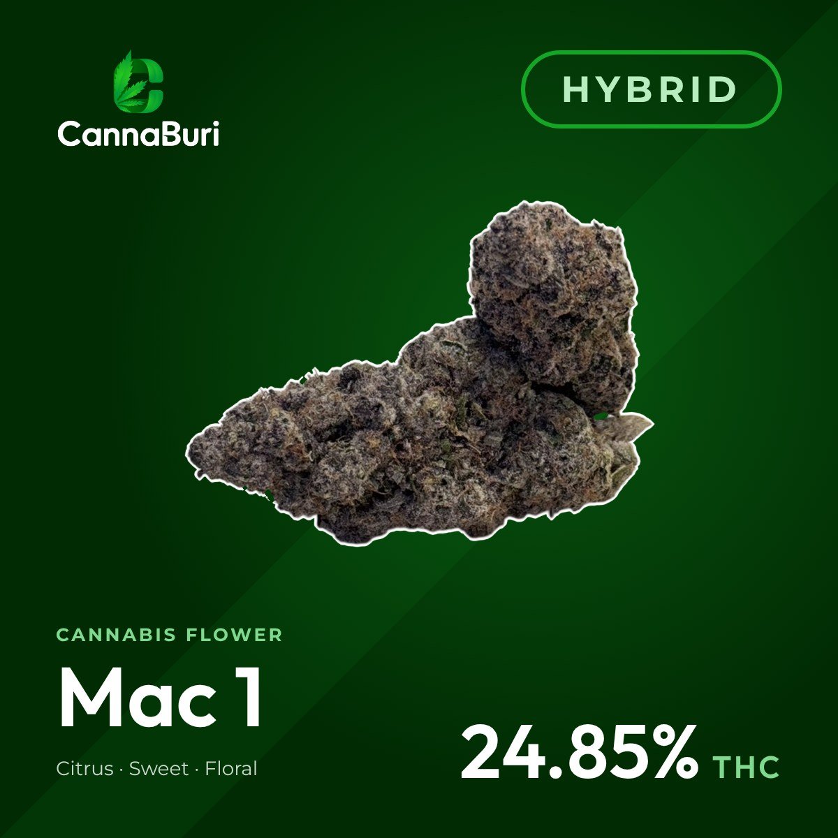 Mac 1 hybrid cannabis flower, CannaBuri Pattaya
