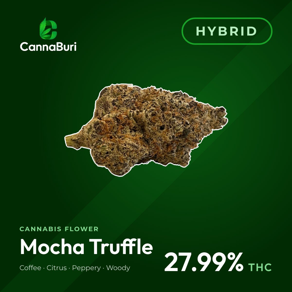 Mocha Truffle hybrid cannabis flower, CannaBuri Pattaya
