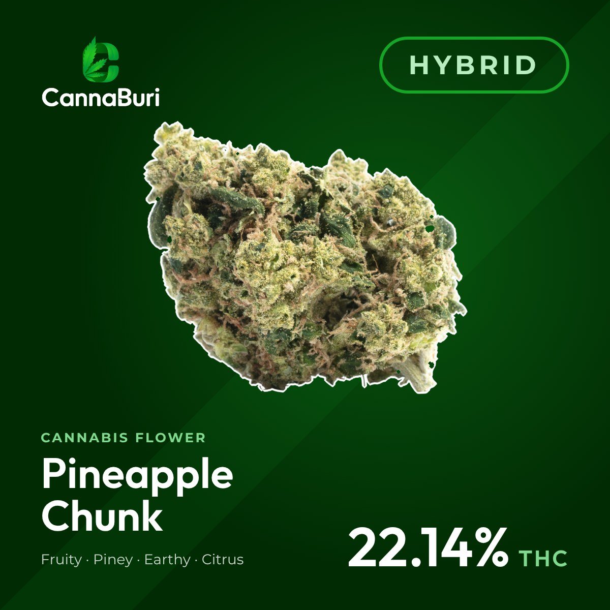 Pineapple Chunk hybrid cannabis flower, CannaBuri Pattaya