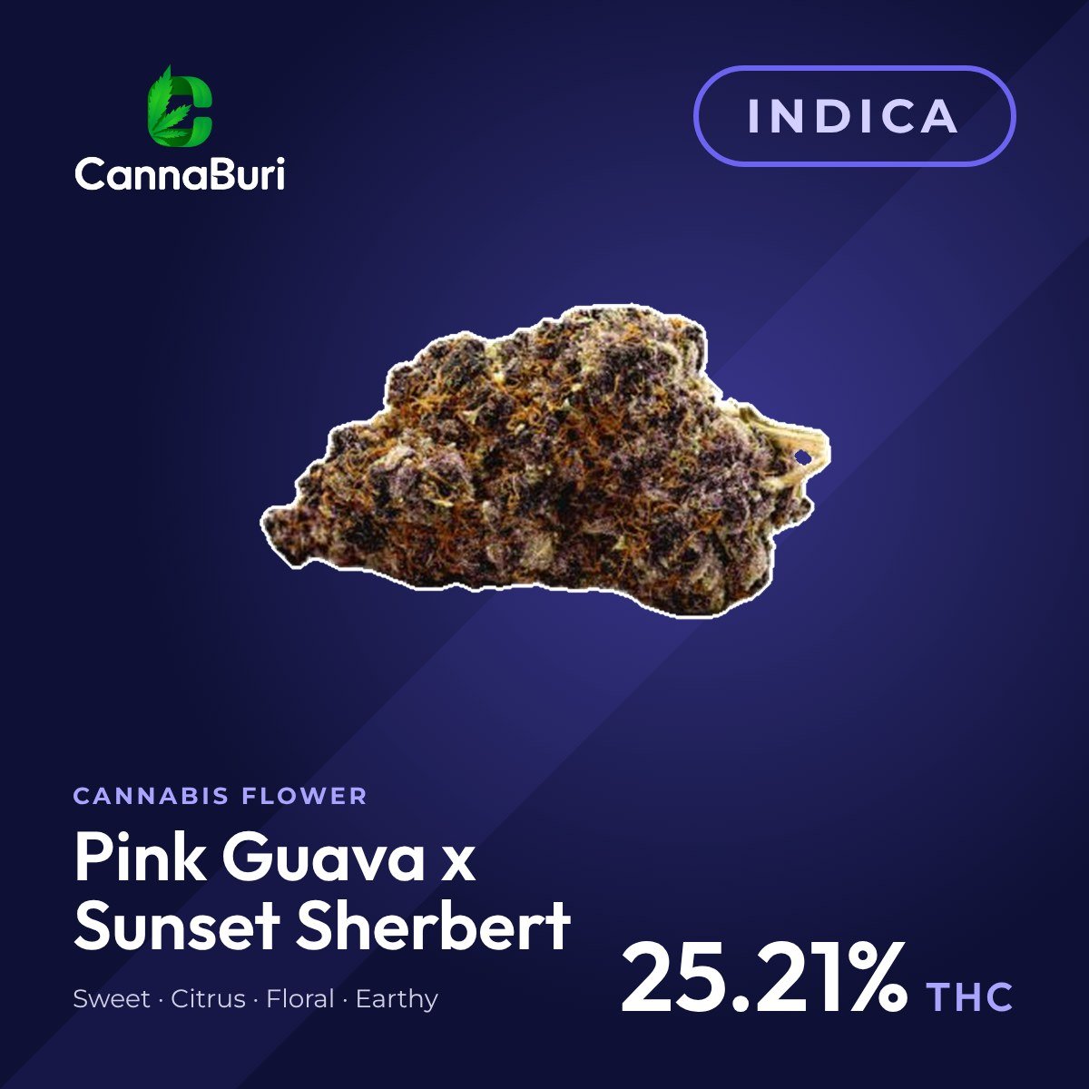 Pink Guava x Sunset Sherbert indica cannabis flower, CannaBuri Pattaya