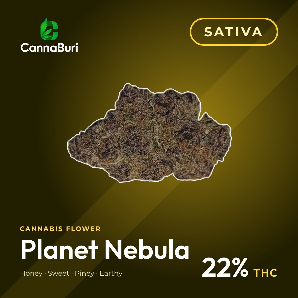 Planet Nebula sativa cannabis flower, CannaBuri Pattaya