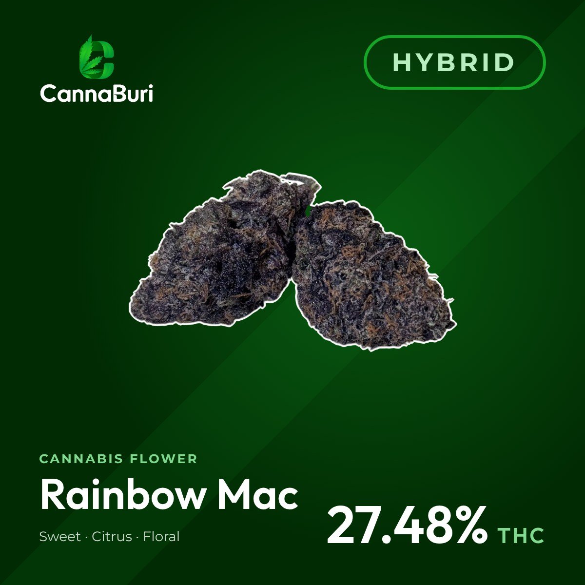 Rainbow Mac hybrid cannabis flower, CannaBuri Pattaya