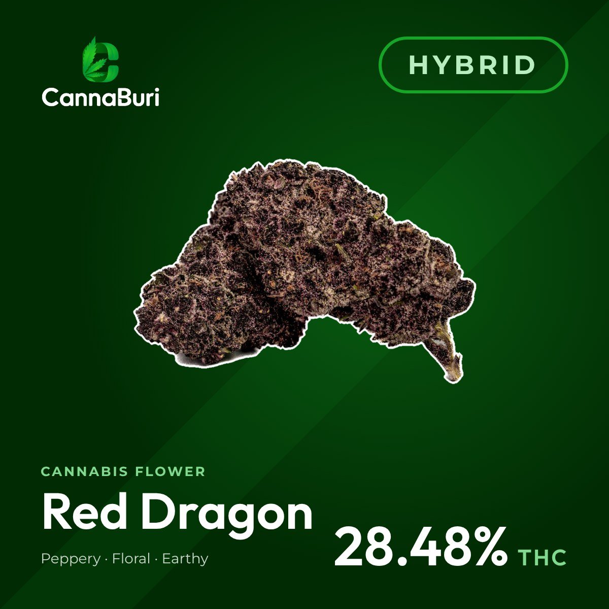 Red Dragon hybrid cannabis flower, CannaBuri Pattaya