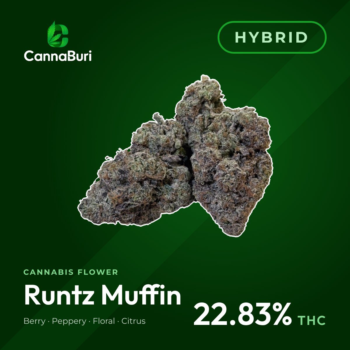 Runtz Muffin hybrid cannabis flower, CannaBuri Pattaya