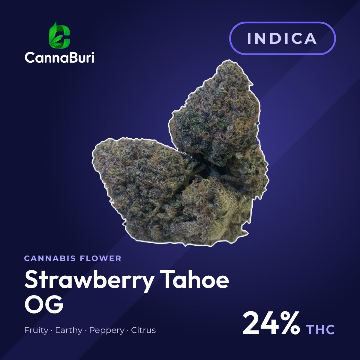 Strawberry Tahoe OG indica cannabis flower, CannaBuri Pattaya