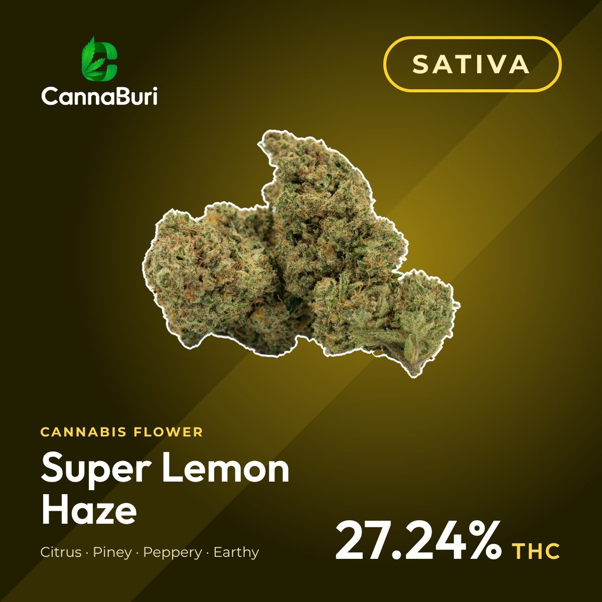 Super Lemon Haze sativa cannabis flower, CannaBuri Pattaya