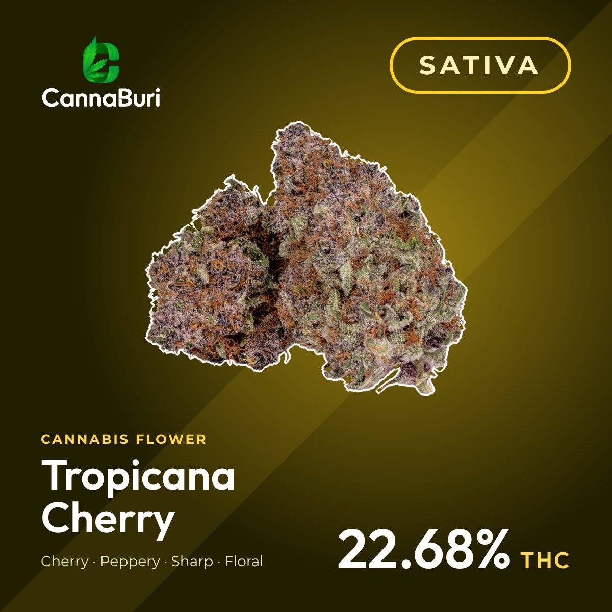 Tropicana Cherry sativa cannabis flower, CannaBuri Pattaya