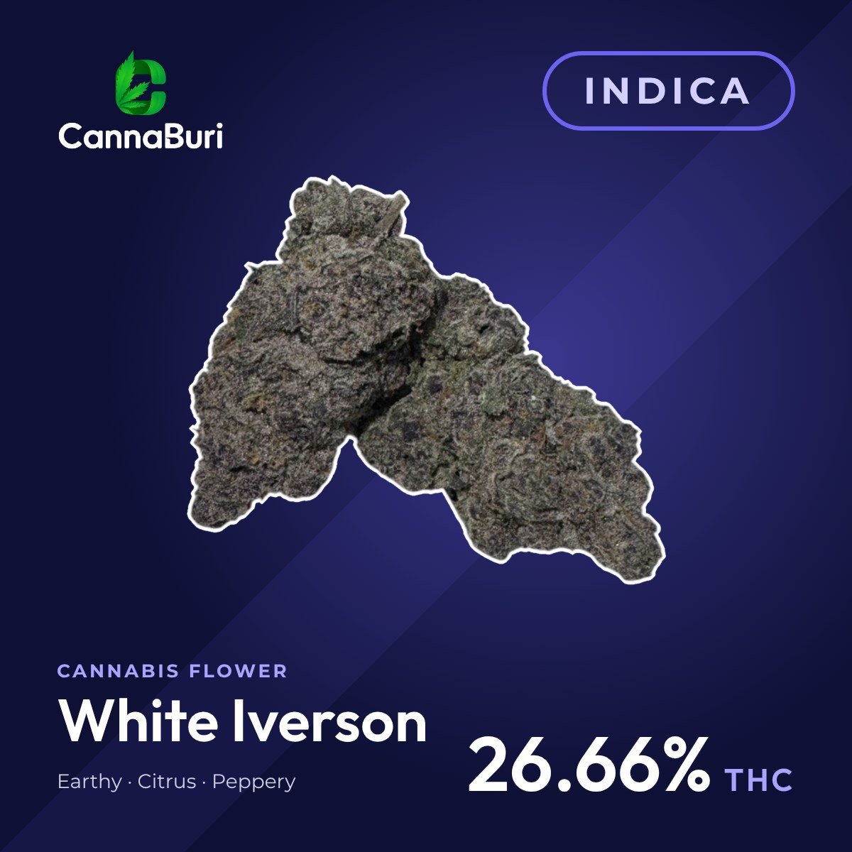 White Iverson indica cannabis flower, CannaBuri Pattaya