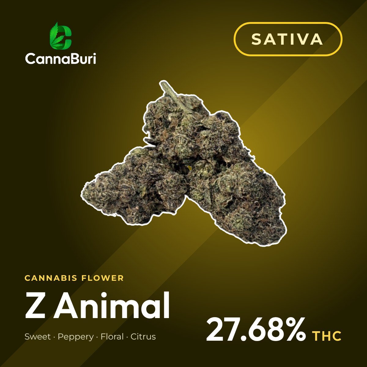 Z Animal sativa cannabis flower, CannaBuri Pattaya