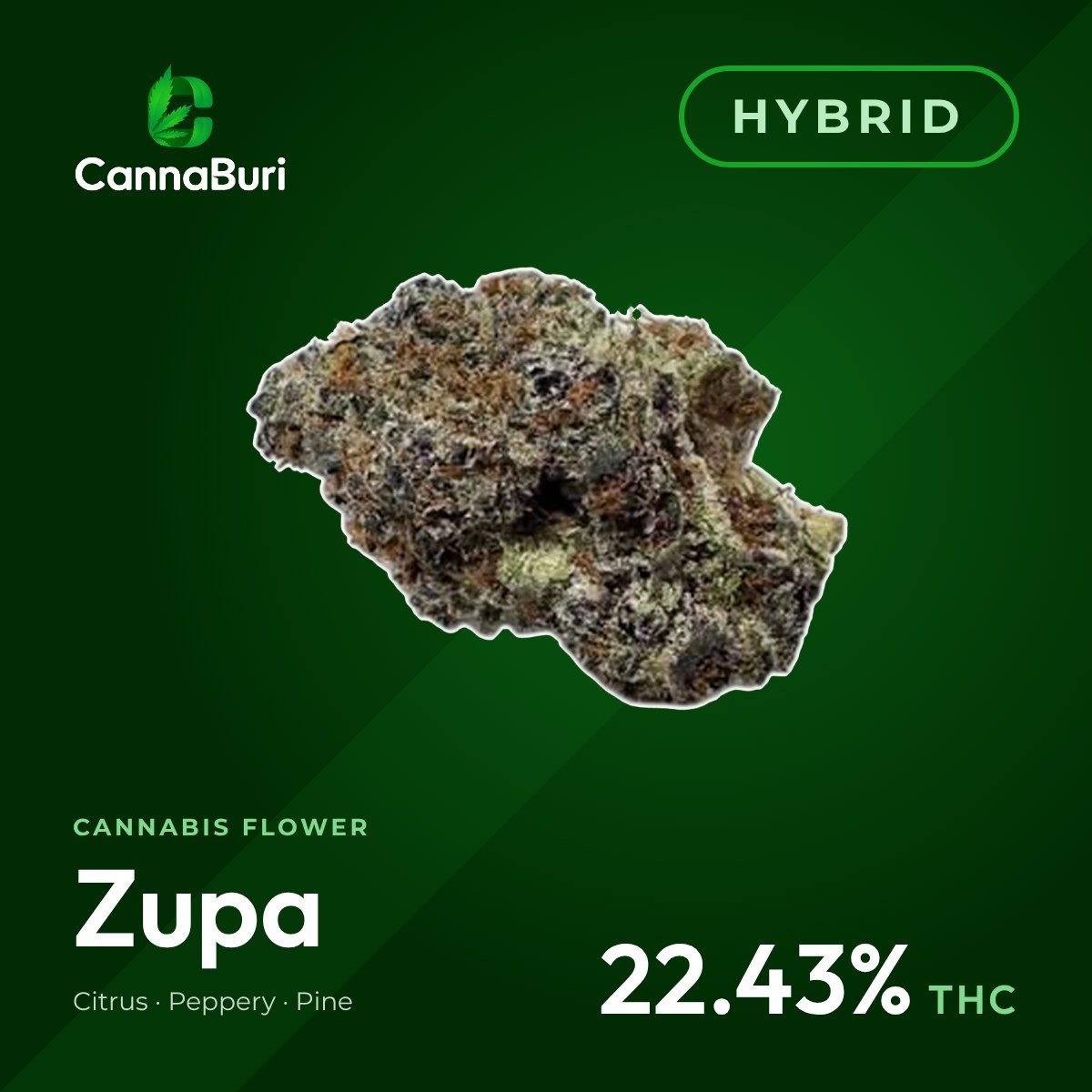 Zupa hybrid cannabis flower, CannaBuri Pattaya