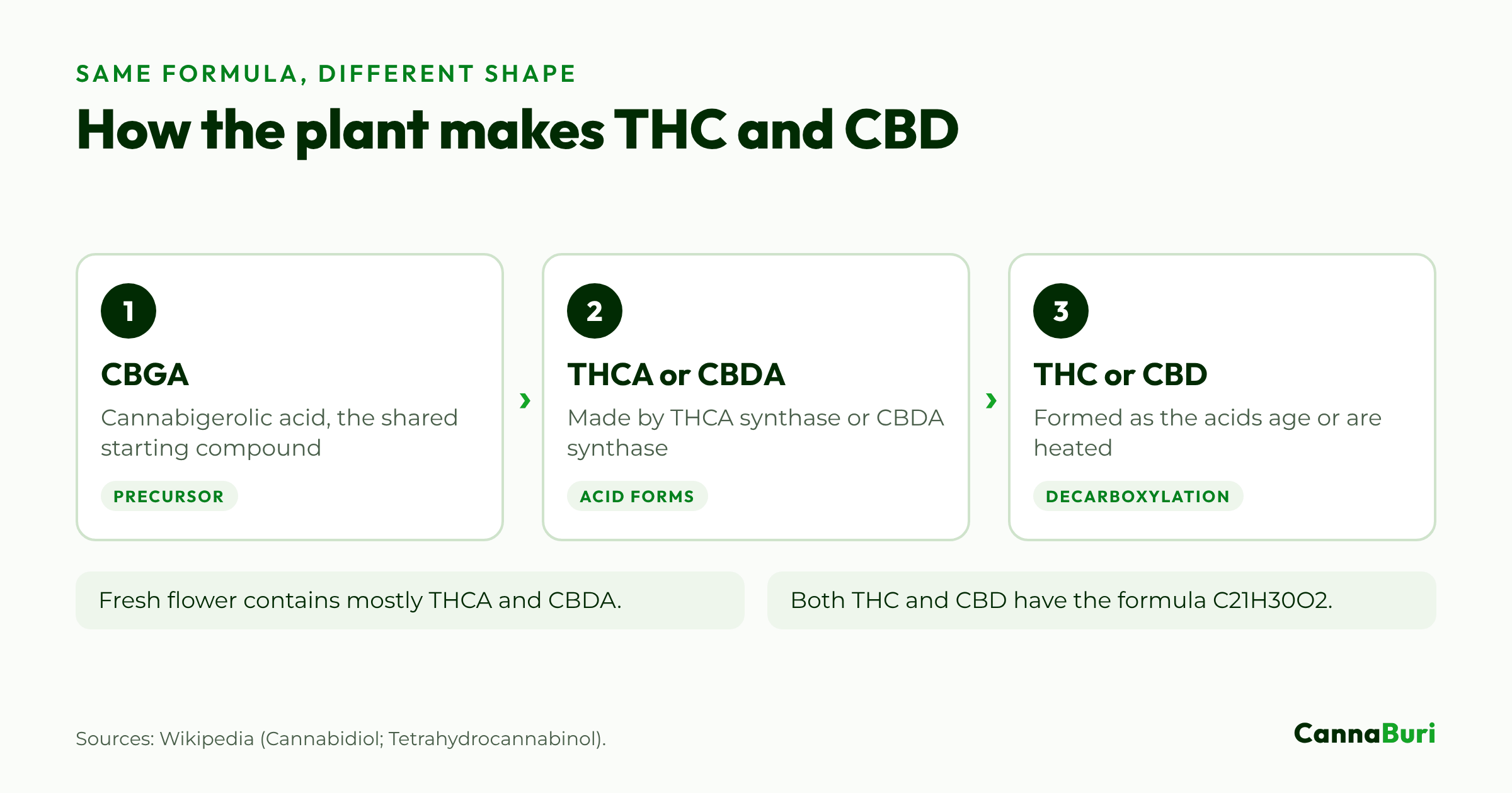 Three stages showing how the cannabis plant makes THC and CBD: CBGA, then the acid forms THCA or CBDA, then THC or CBD after heating or ageing.