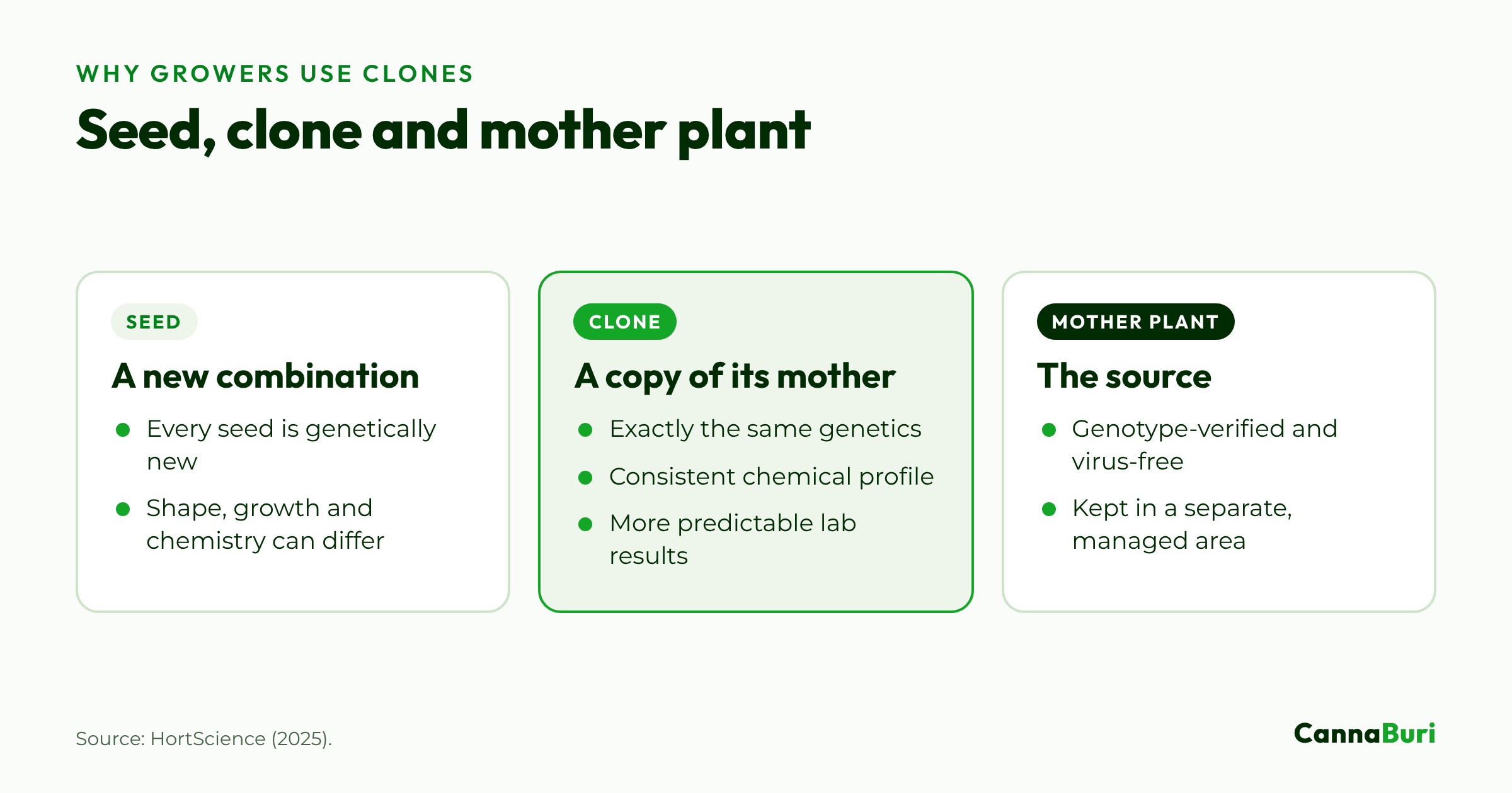 Three cards comparing a seed, which is a new genetic combination, with a clone, which copies its genotype-verified mother plant.