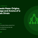 Title card for the CannaBuri guide "Amnesia Haze: Origins, Lineage and Aroma of a Classic Strain", covering where Amnesia Haze comes from, what the sources say about its lineage, and its aroma and flavour