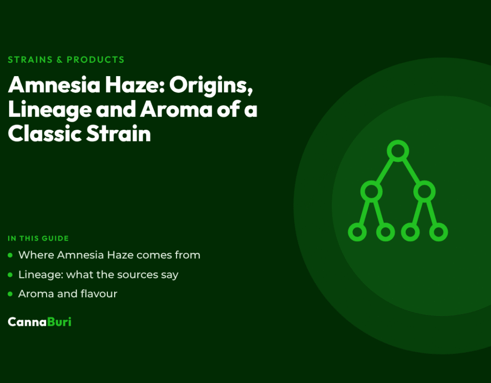 Title card for the CannaBuri guide "Amnesia Haze: Origins, Lineage and Aroma of a Classic Strain", covering where Amnesia Haze comes from, what the sources say about its lineage, and its aroma and flavour