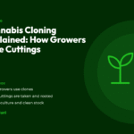 Title card for the CannaBuri guide "Cannabis Cloning Explained: How Growers Take Cuttings", covering why growers use clones, how cuttings are taken and rooted, and tissue culture and clean stock