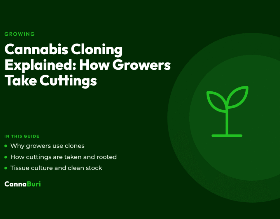 Title card for the CannaBuri guide "Cannabis Cloning Explained: How Growers Take Cuttings", covering why growers use clones, how cuttings are taken and rooted, and tissue culture and clean stock