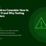 Title card for the CannaBuri guide "Mould on Cannabis: How to Spot It and Why Testing Matters", covering what mould on cannabis looks like, storing flower to avoid mould, and why GACP and microbial testing matter