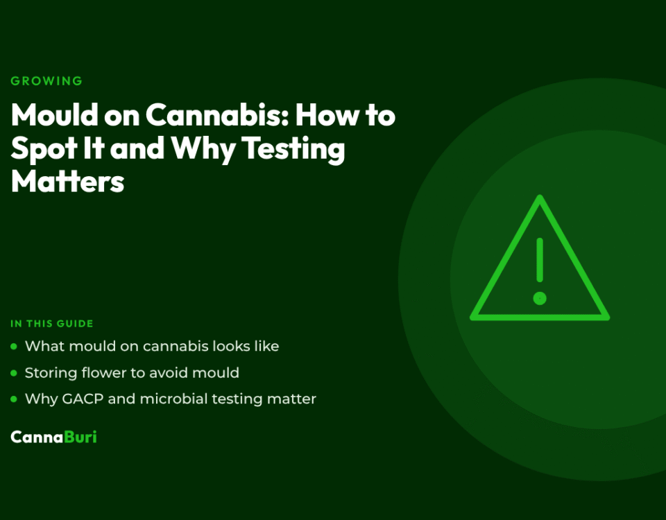 Title card for the CannaBuri guide "Mould on Cannabis: How to Spot It and Why Testing Matters", covering what mould on cannabis looks like, storing flower to avoid mould, and why GACP and microbial testing matter