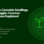 Title card for the CannaBuri guide "Why Cannabis Seedlings Struggle: Common Causes Explained", covering overwatering and damping off, light and temperature, and too much fertiliser
