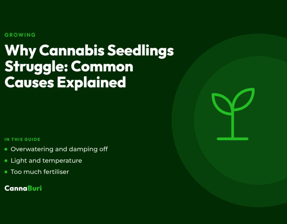 Title card for the CannaBuri guide "Why Cannabis Seedlings Struggle: Common Causes Explained", covering overwatering and damping off, light and temperature, and too much fertiliser