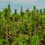 Field of tall green hemp plants under a clear blue sky