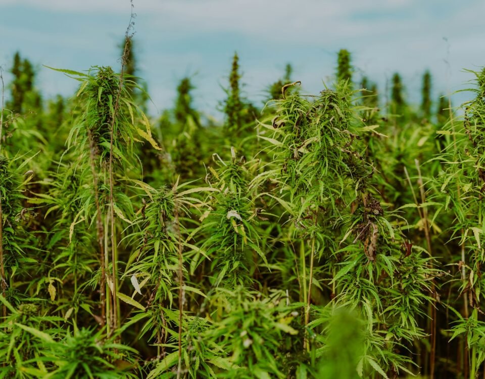Field of tall green hemp plants under a clear blue sky