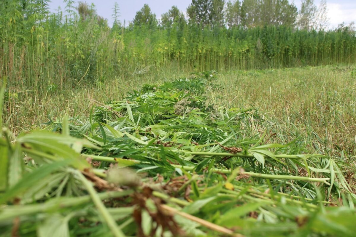 Harvested cannabis plants drying in a field