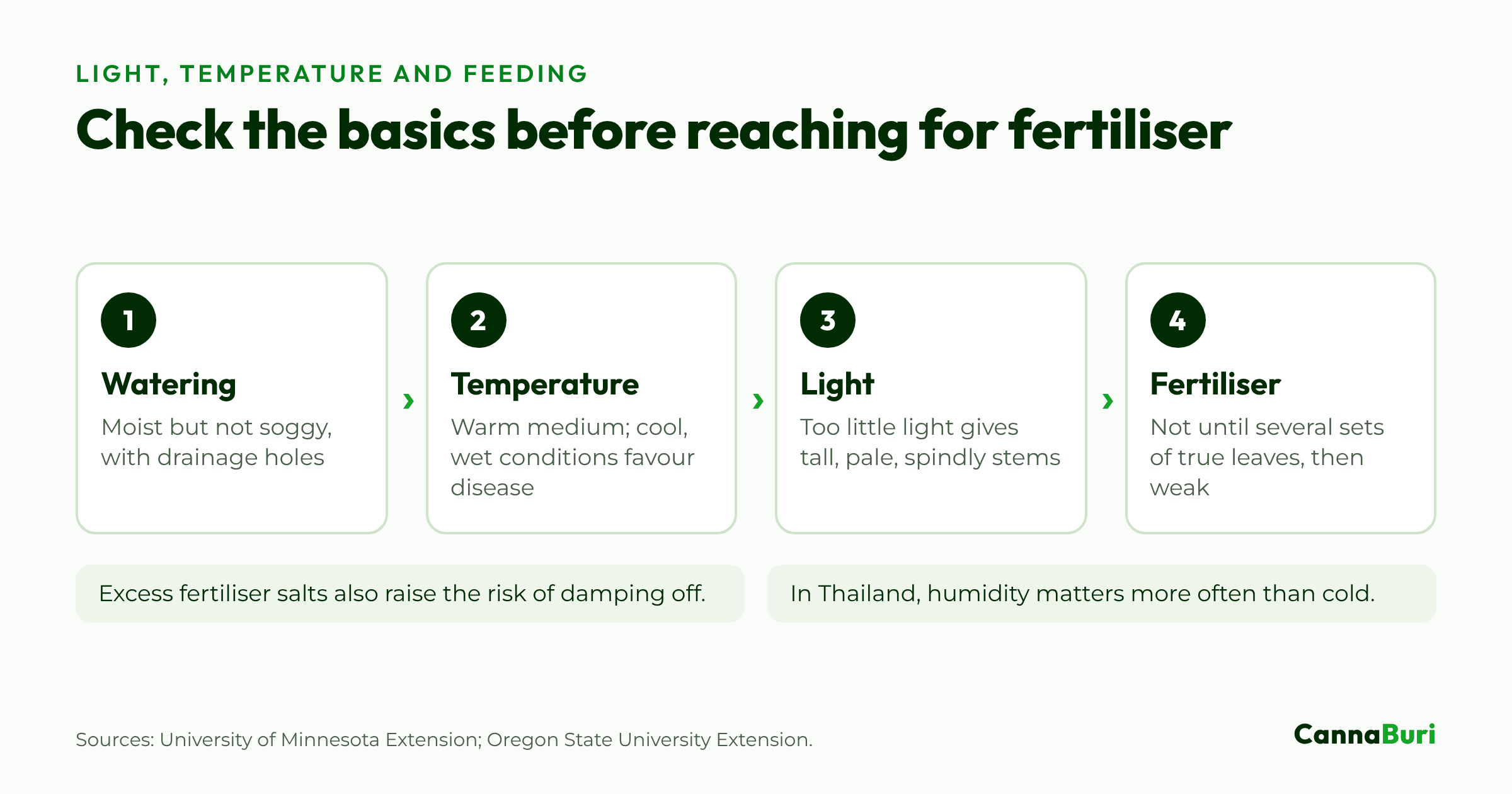 Four seedling basics to check in turn: watering, temperature, light, and only then fertiliser.