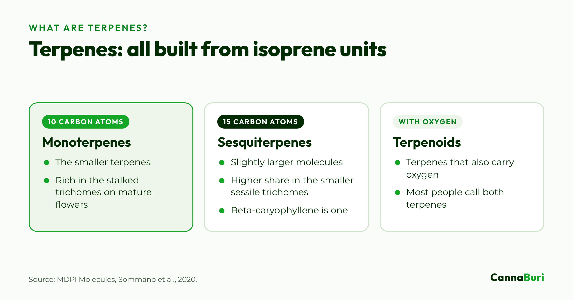 Three cards explaining terpene chemistry: monoterpenes with 10 carbon atoms, sesquiterpenes with 15 carbon atoms, and terpenoids, which also carry oxygen.