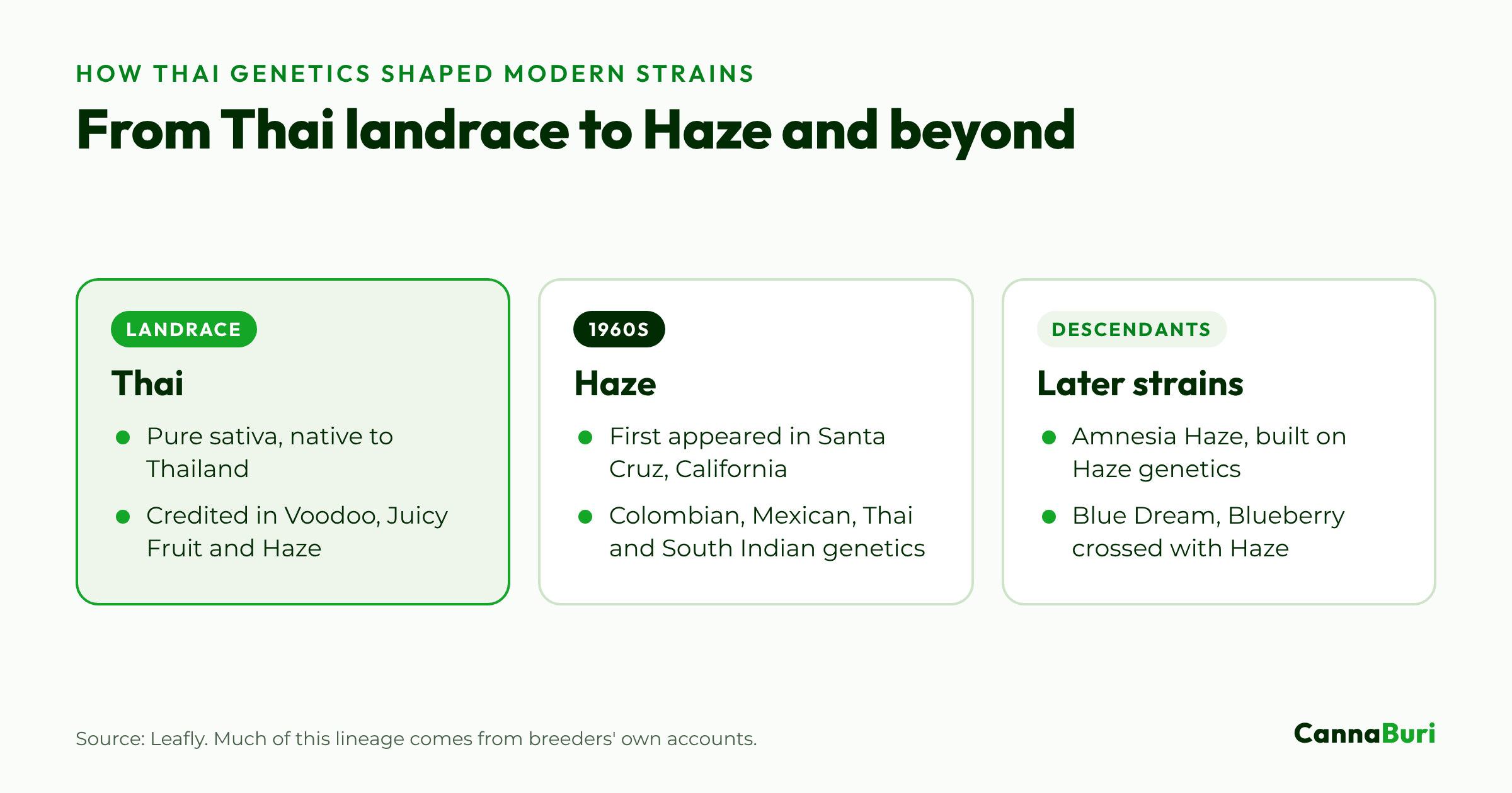 Three cards tracing Thai landrace genetics into Haze, which first appeared in Santa Cruz in the 1960s, and on to later strains such as Amnesia Haze and Blue Dream.